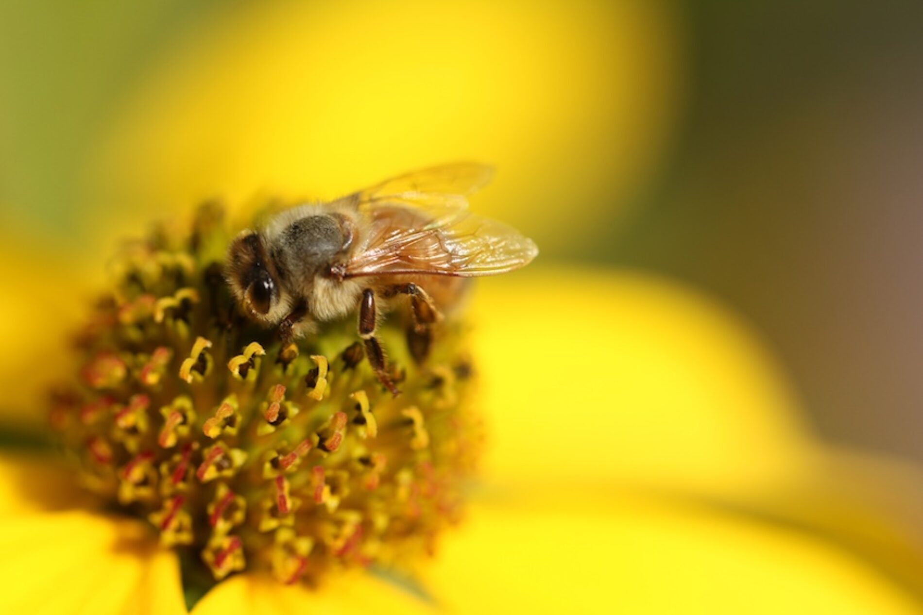 ¿Polinizadores humanos o abejas robots?