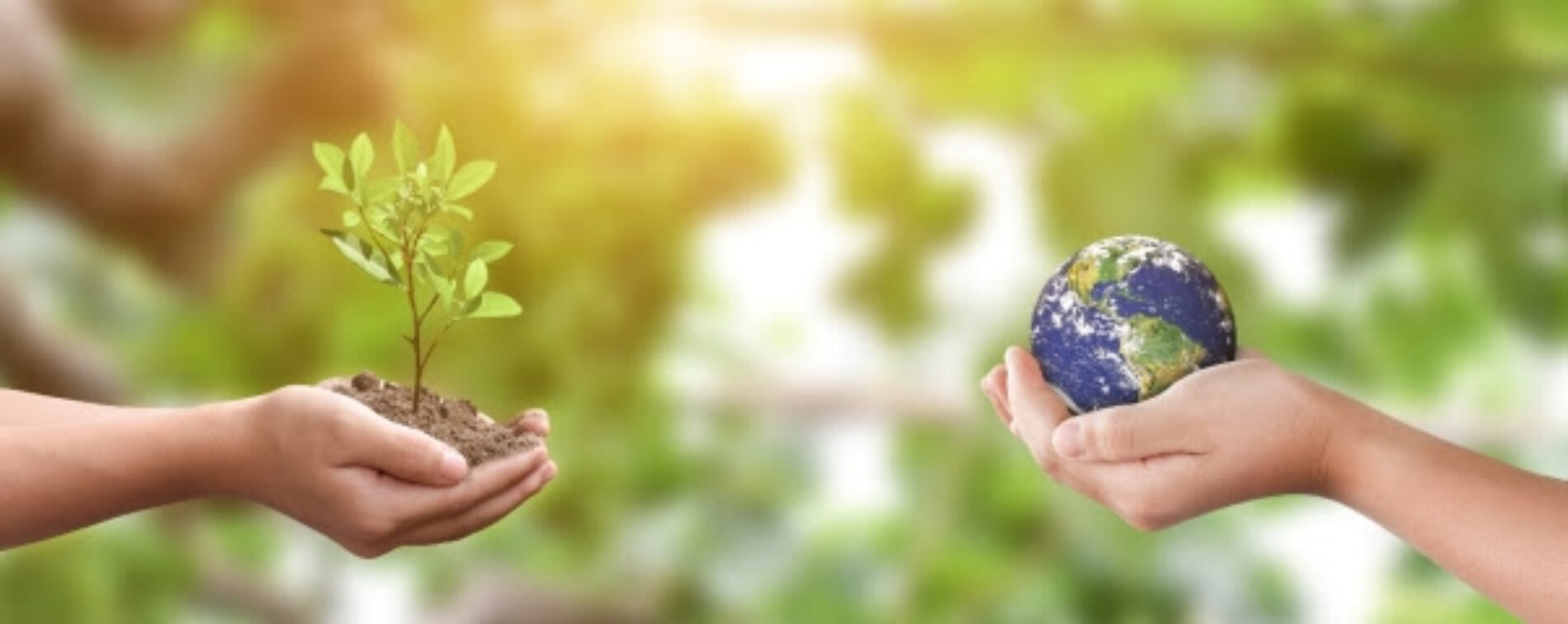 Día Mundial del Medio Ambiente: Tres prácticas cotidianas para contribuir con el cuidado medioambiental