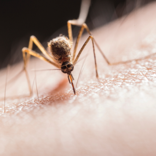 ¿Cómo cuidarse del chikunguña, dengue y zika? Siga estos tres pasos
