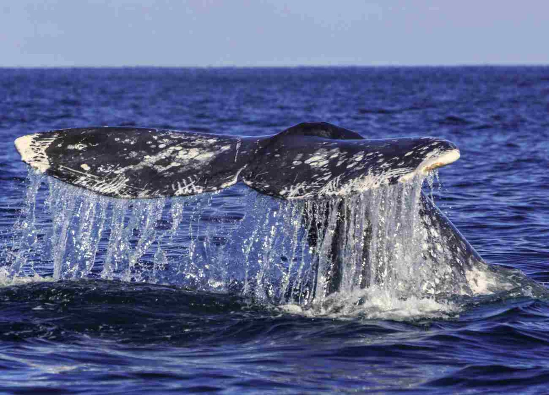 Una experiencia imperdible: Estas son las especies de ballenas que se pueden ver en Los Cabos