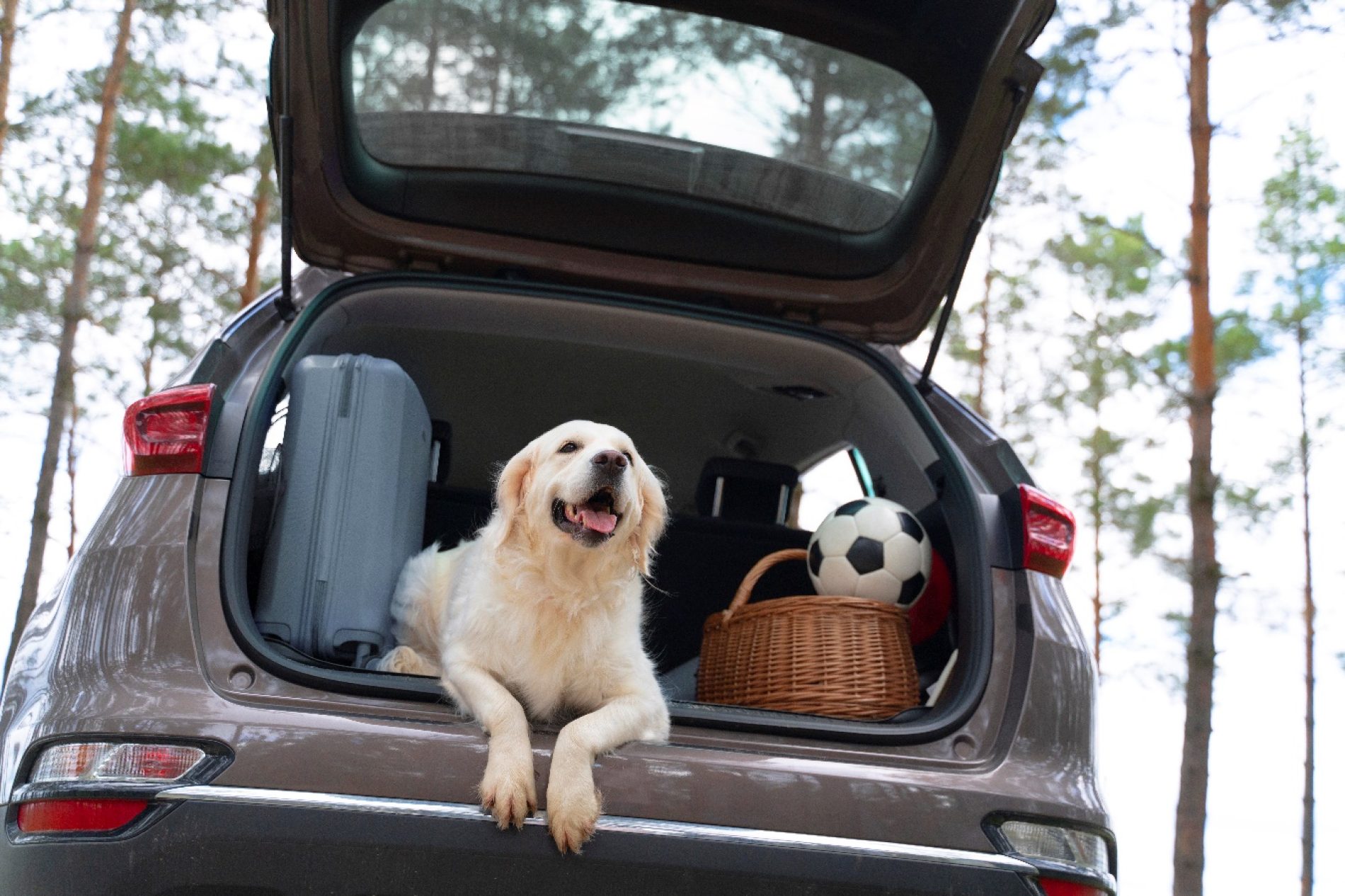 Consejos para disfrutar de un viaje por carretera con tu mascota