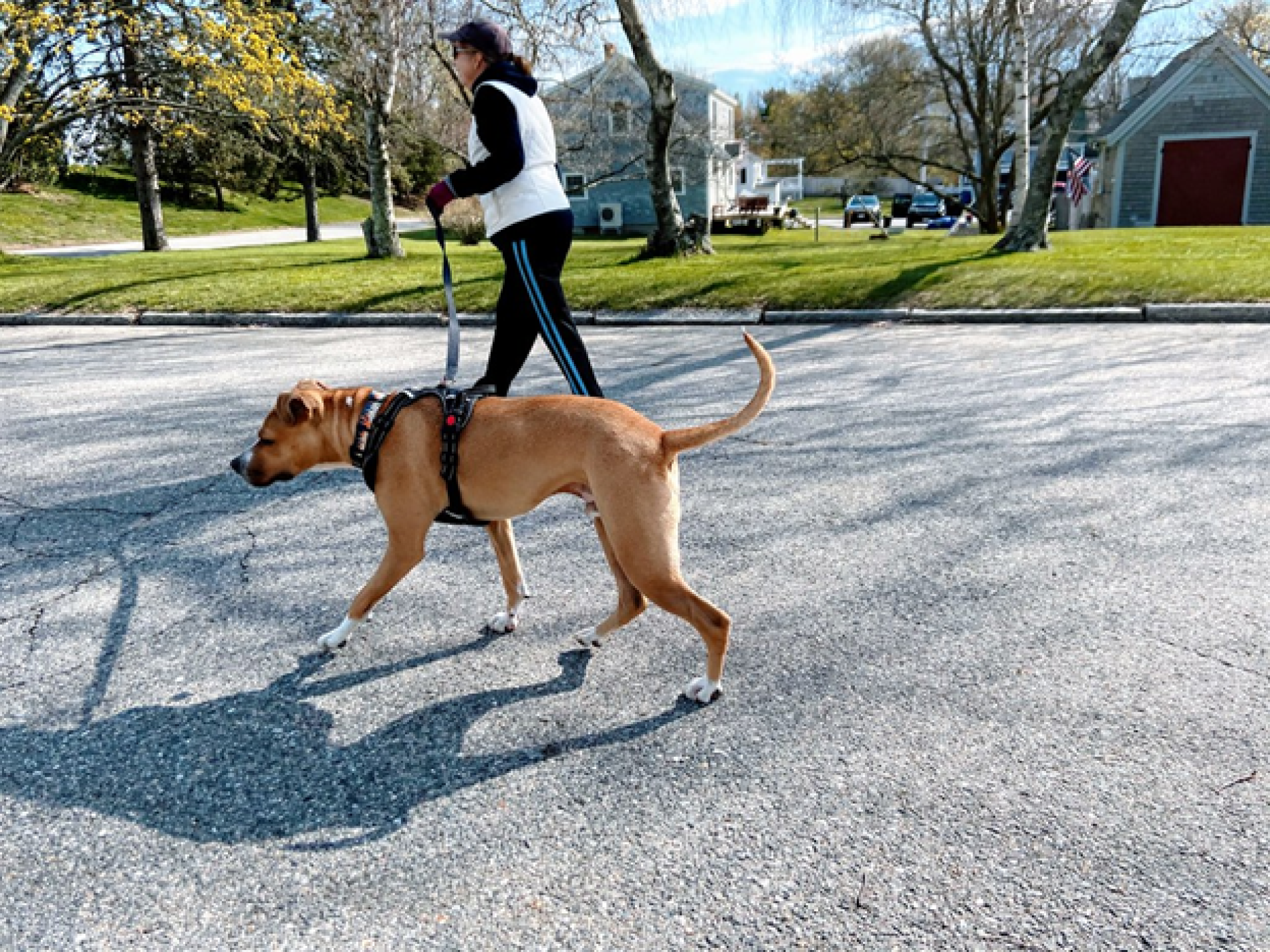 Perro caminando: cuidado y diversión