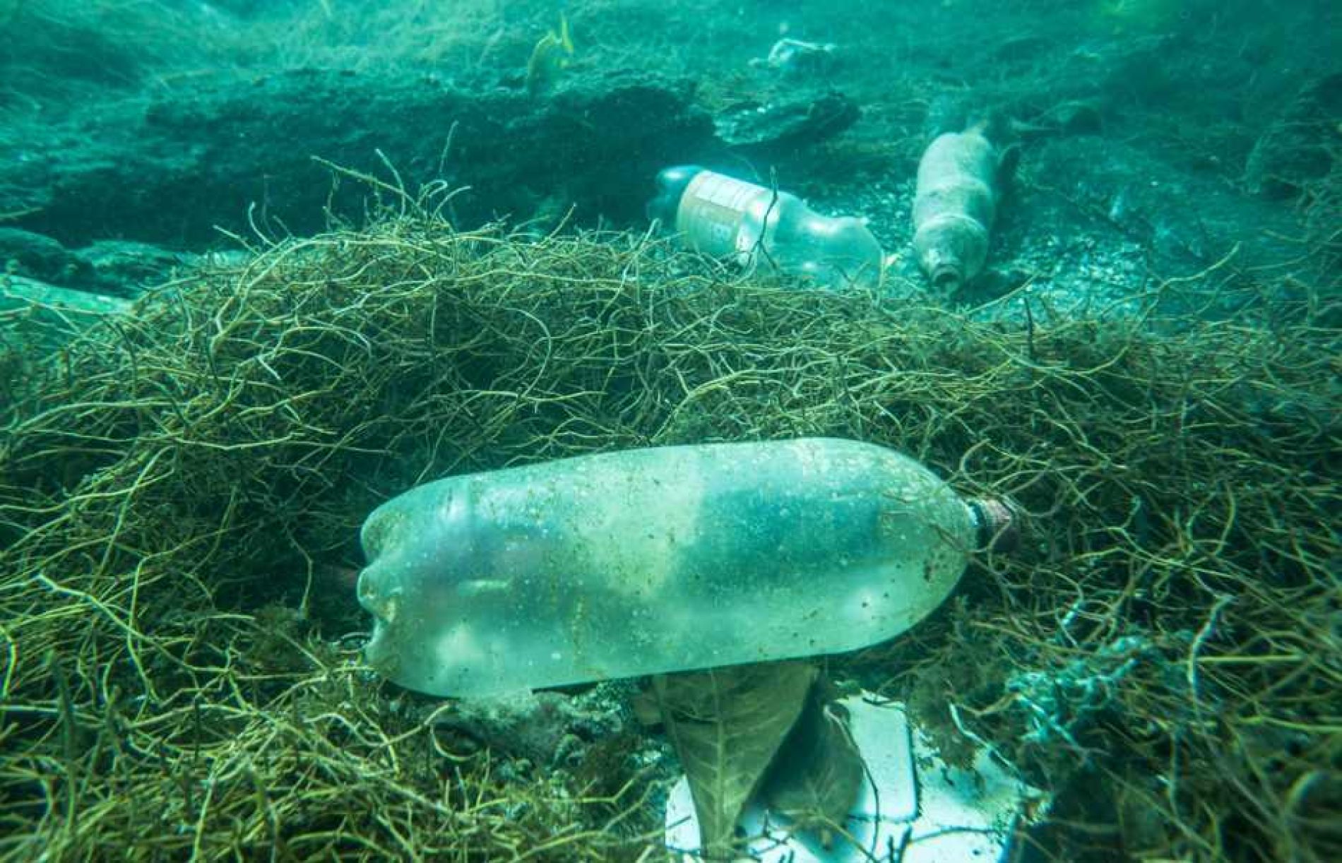 Unidos Contra el Plástico: Protegiendo Nuestros Océanos en el Día Mundial del Medio Ambiente