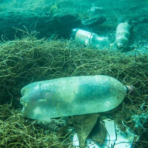 Unidos Contra el Plástico: Protegiendo Nuestros Océanos en el Día Mundial del Medio Ambiente