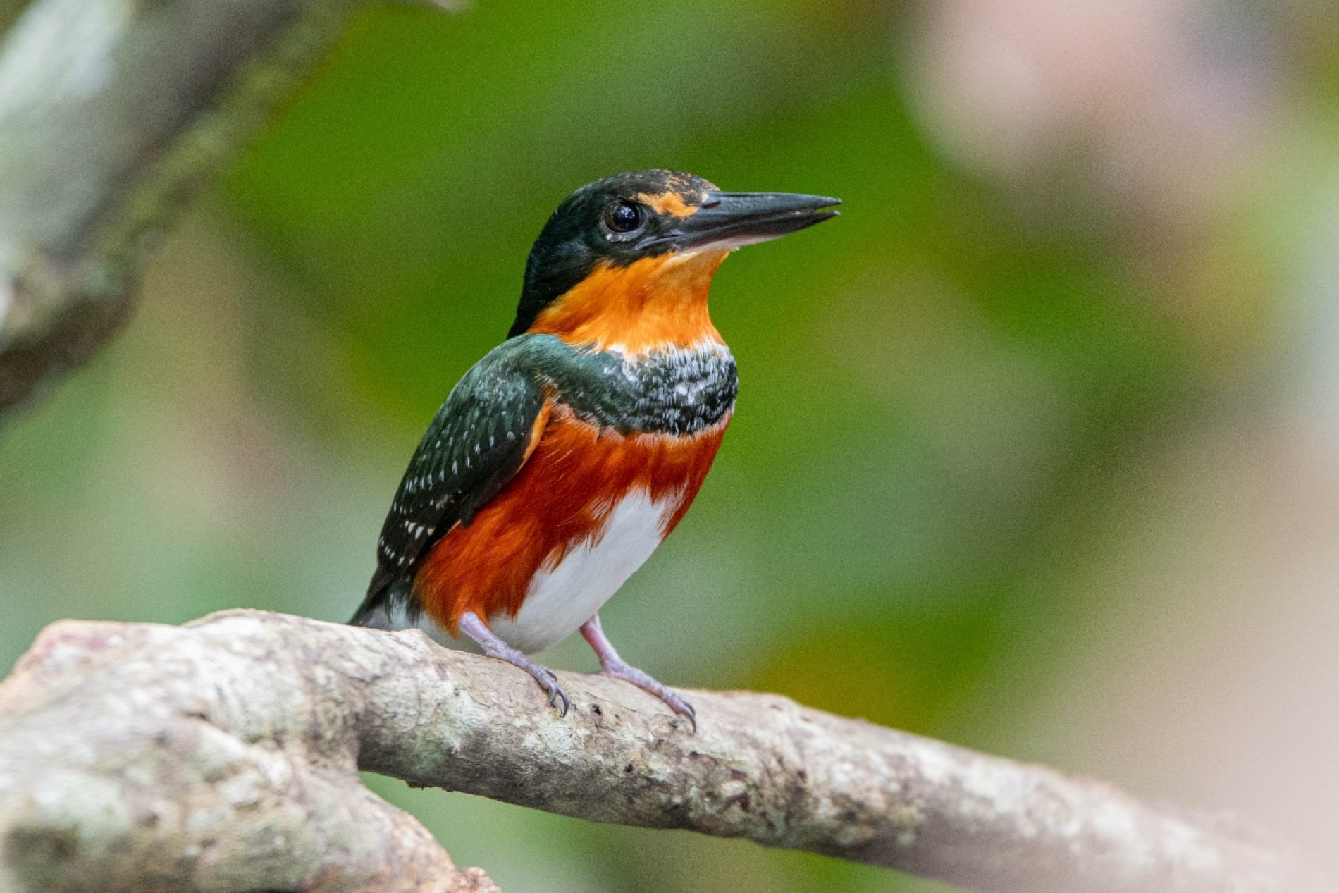 Turismo de naturaleza en Vitrina Turística de Anato 2025