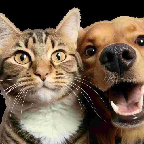 La obesidad en mascotas: Un problema creciente con solución efectiva