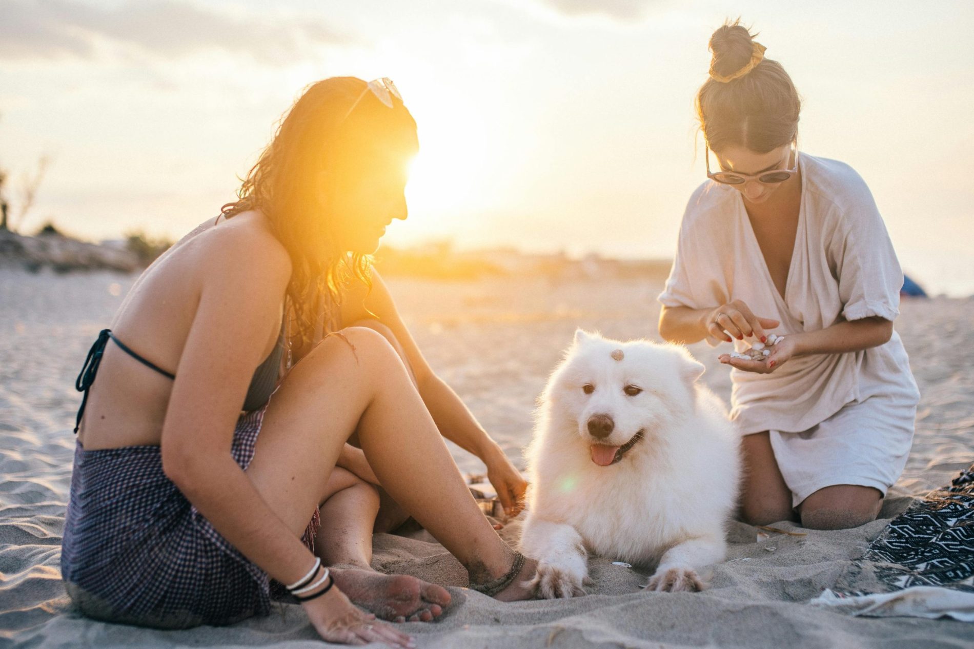 ¿Cómo afecta el calor a nuestras mascotas? Experta nos explica cómo protegerlas
