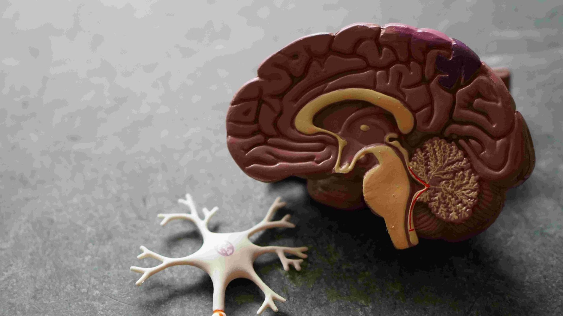 Tu cerebro nunca descansa: así puedes cuidarlo