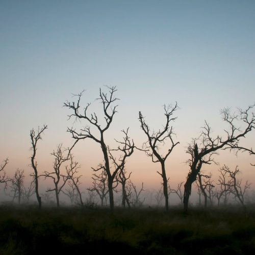 Deforestación en Colombia: el retroceso ambiental que enciende las alarmas