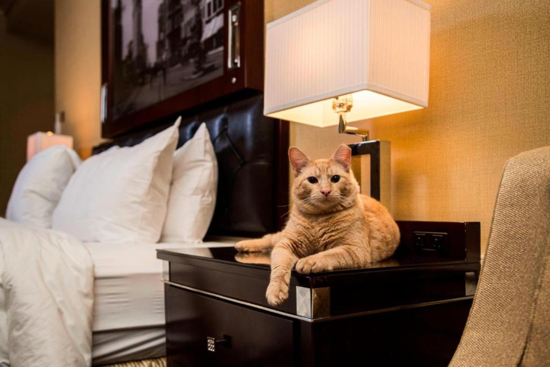 Día Mundial del Gato: destinos alrededor del mundo donde los felinos también son protagonistas del viaje